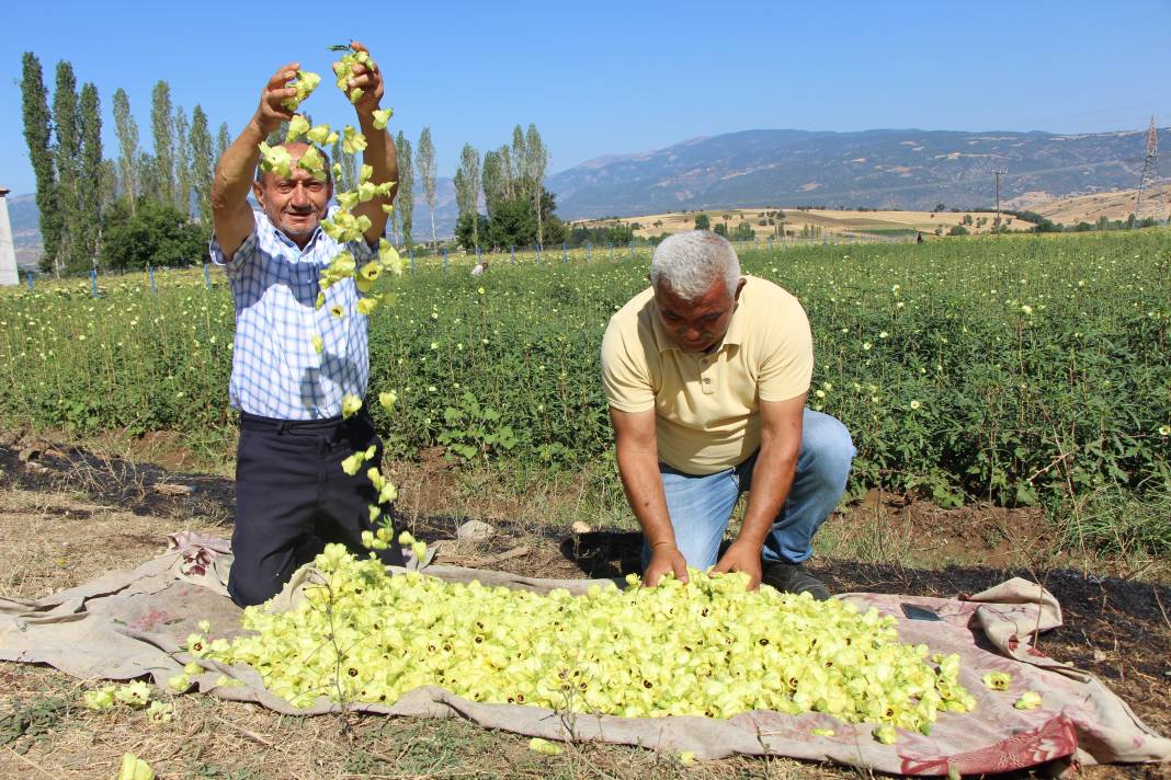 Amasya üretiyor, Konya yiyor 4